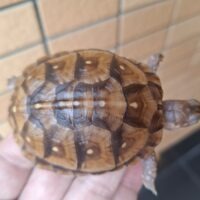 ミツユビハコガメ（多甲板）約6,5cm TSDメス