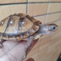ミツユビハコガメ（多甲板）約6,5cm TSDメス