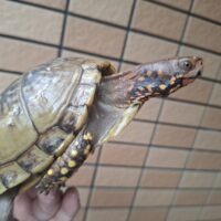 ミツユビハコガメ（甲長約12,5cm）オス 個体B
