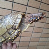ミツユビハコガメ（甲長約12,5cm）オス 個体B