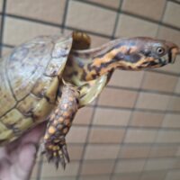 ミツユビハコガメ（甲長約13cm）オス　個体A