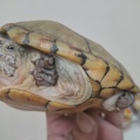 ハーレラドロガメ（甲長オス約13cm、メス8cm）