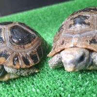 エロンガータリクガメ（甲長約12～12,5cm）