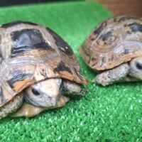 エロンガータリクガメ（甲長約12～12,5cm）