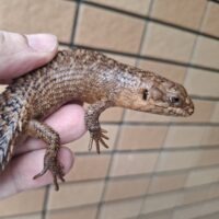ストケスイワトカゲ（25CB）