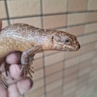 ストケスイワトカゲ（25CB）
