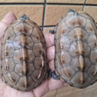 クサガメ（パステルアザンティック）甲長約8cm