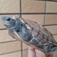 クサガメ（パステルアザンティック）甲長約8cm