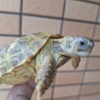 ロシアリクガメ（甲長約7cm）