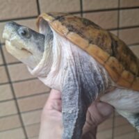 ハラガケガメ（甲長約14,5cm）レモンイエロー  WC メス