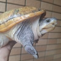 ハラガケガメ（甲長約14,5cm）レモンイエロー  WC メス