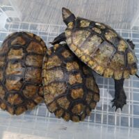 ニホンイシガメ（種子島産）甲長約15～17cm メス