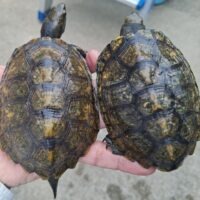 ニホンイシガメ（種子島産）甲長約12～13cm オス