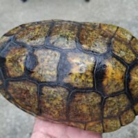 ニホンイシガメ（種子島産）甲長約15～17cm メス