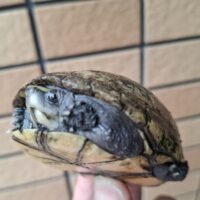 ミスジドロガメ（甲長約8,5cm）WCメス