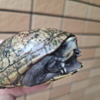 ミスジドロガメ（甲長約8,5cm）WCメス