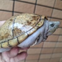 カブトニオイガメ（甲長約12,5cm）WCメス