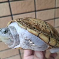 カブトニオイガメ（甲長約12,5cm）WCメス