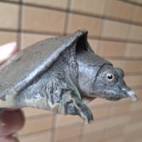 ヒラタスッポン（甲長約10cm）