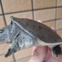 ヒラタスッポン（甲長約10cm）