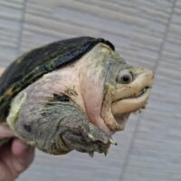 ハラガケガメ（甲長約13cm）イエロータイプ CB メス
