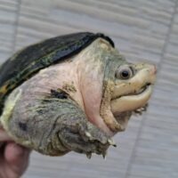 ハラガケガメ（甲長約13cm）イエロータイプ CB メス