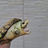 ハラガケガメ（25CB）Matsuko Jiant 甲長約6cm CB 多分♀