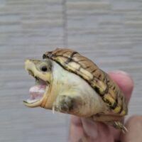 ハラガケガメ（25CB）Matsuko Jiant 甲長約6cm CB 多分♀