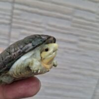 ハラガケガメ（25CB）BIG HEAD Line CB 甲長約6cm