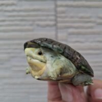 ハラガケガメ（25CB）BIG HEAD Line CB 甲長約6cm