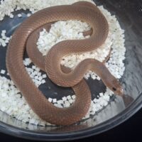 アカクチバシヘビ（約100cm）