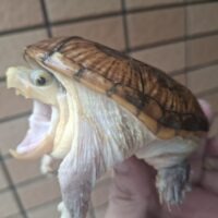 ハラガケガメ（ジャイアントフォーム）甲長約9,5cm CB オス