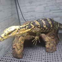 カミンギーモニター（レイテバンデッド）約70cm オス