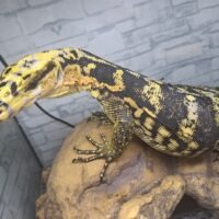 カミンギーモニター(全長約80cm)メス(レイテバンデッド)
