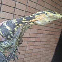 カミンギーモニター（レイテバンデッド）約70cm オス