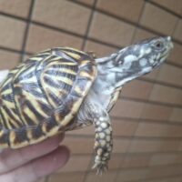 ミナミニシキハコガメ（甲長約8cm）TSDオス 多分オス