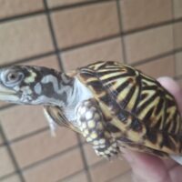ミナミニシキハコガメ（甲長約8cm）TSDオス 多分オス