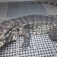 ブラック＆ホワイトテグー（約80cm）オス