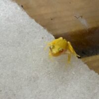 アルビノアマガエル