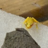 アルビノアマガエル
