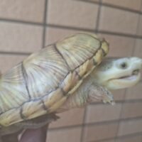 ハラガケガメ（甲長約12cm）ハイイエロー　ジャイアントフォーム　CB メス