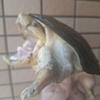 ハラガケガメ（甲長約14cm）巨頭 CB オス