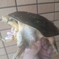 ハラガケガメ（甲長約14cm）巨頭 CB オス