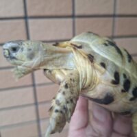 ロシアリクガメ（甲長約10cm）