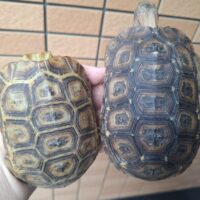 スピークセオレガメ（甲長約13cm）ペア