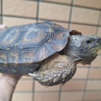 スピークセオレガメ（甲長約13cm）ペア