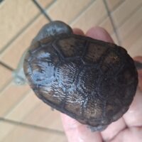 ジーベンロックナガクビガメ（甲長約8cm）完甲 配合OK