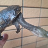 ジーベンロックナガクビガメ（甲長約8cm）完甲 配合OK