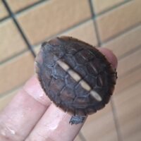 チュウゴクセマルハコガメ（26CB）TSDオス