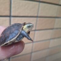 チュウゴクセマルハコガメ（26CB）TSDオス